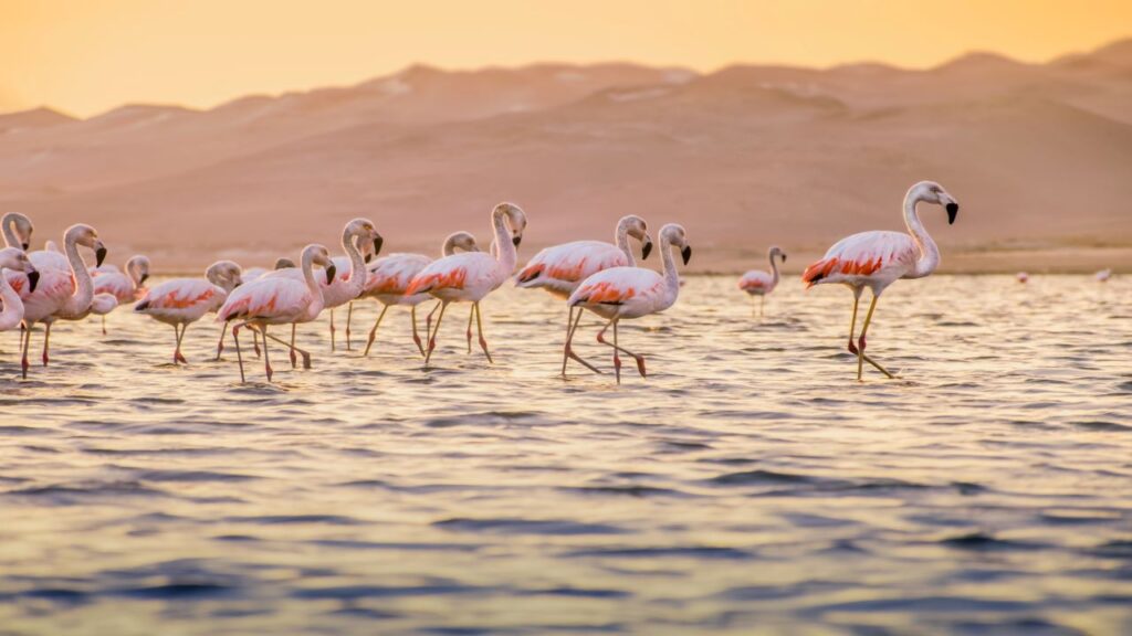 flamingo surfen sardinië