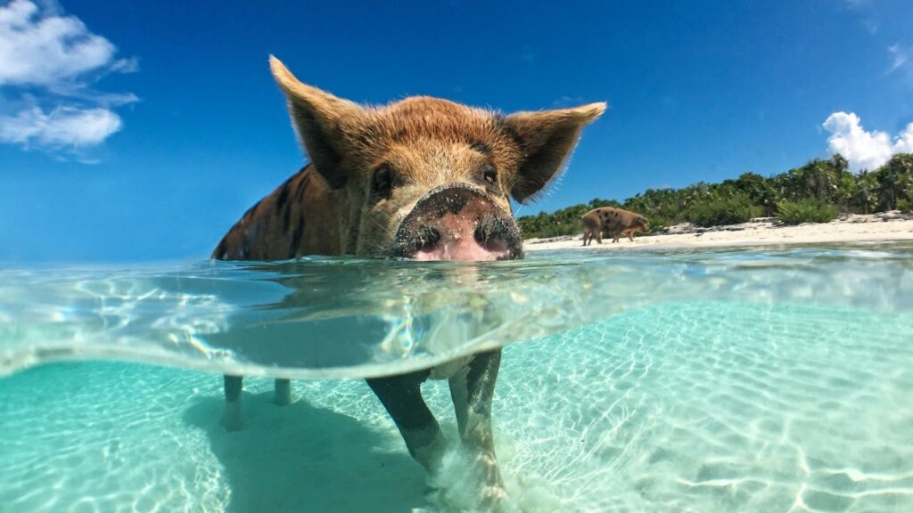zwemmen met varkens curacao