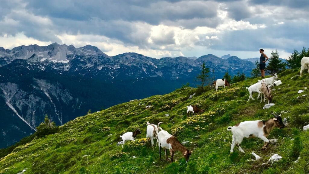 alpenweide slovenië bovec